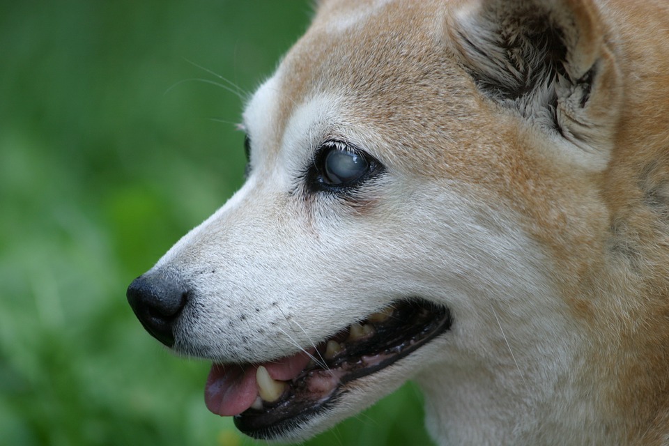 A blind Shiba Inu (dog breed)