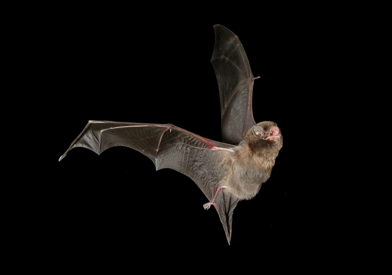 A photo of a bat flying, shows it's tiny eyes which are not as useful.