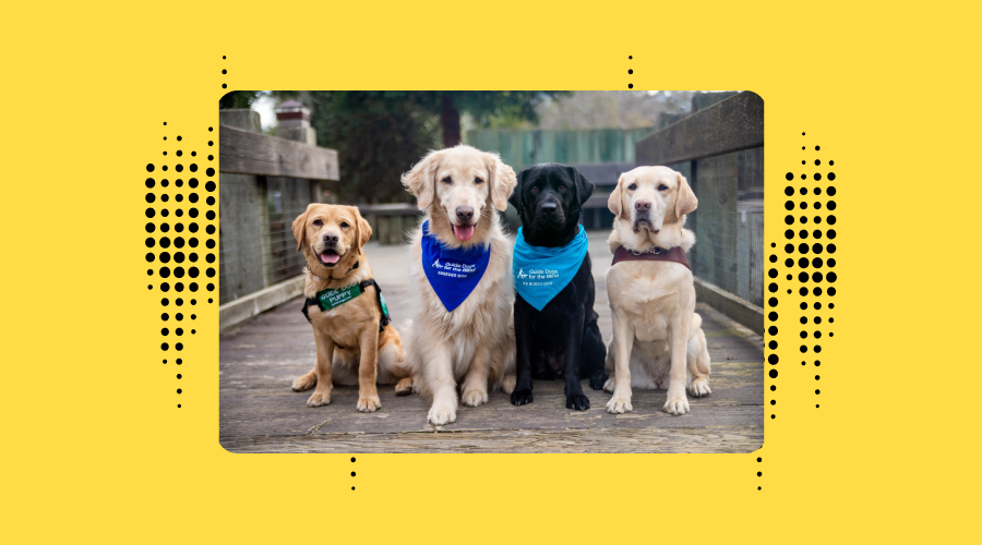 Four guide dogs sitting side by side on a pathway. From left to right, a golden retriever, a yellow labrador, a black labrador, and another yellow labrador in labeled harnesses indicating their roles as guide dogs.